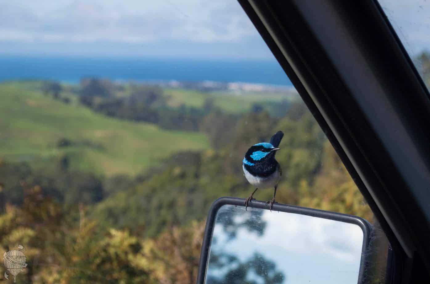 wren on mirror