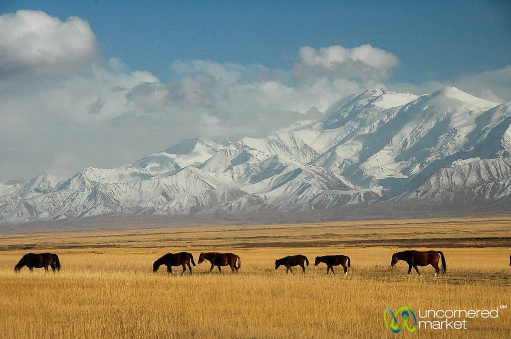 Horses queue up in the fields near Pik Lenin between Sary Tash and Sary Moghul, Kyrgyzstan. Β© www.uncorneredmarket.com